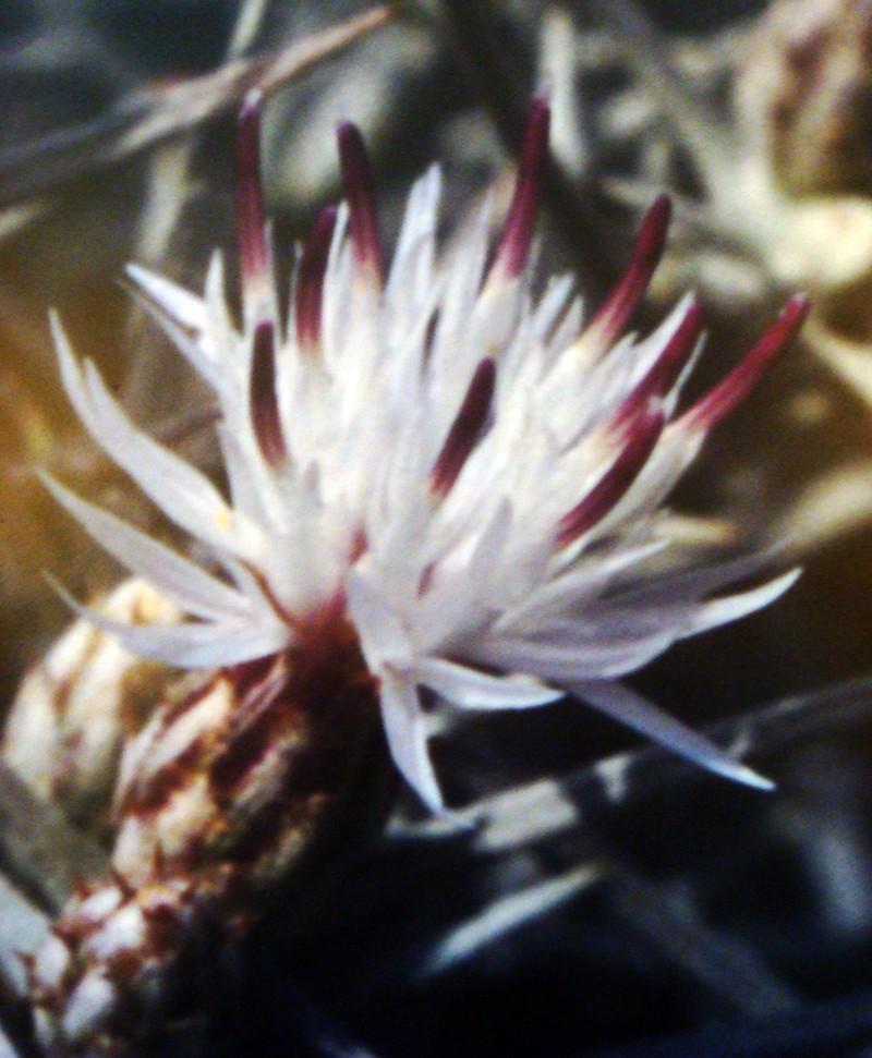 Centaurea horrida photo 4
