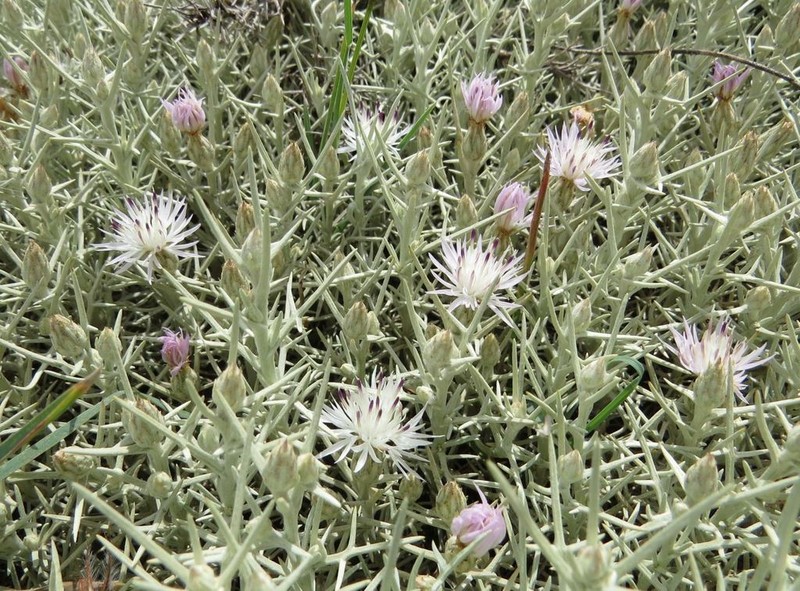 Centaurea horrida photo 5