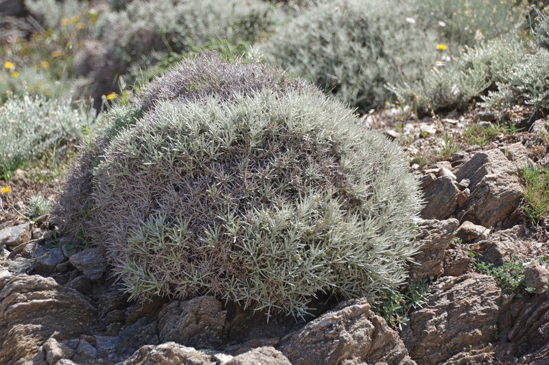 Centaurea horrida photo 6