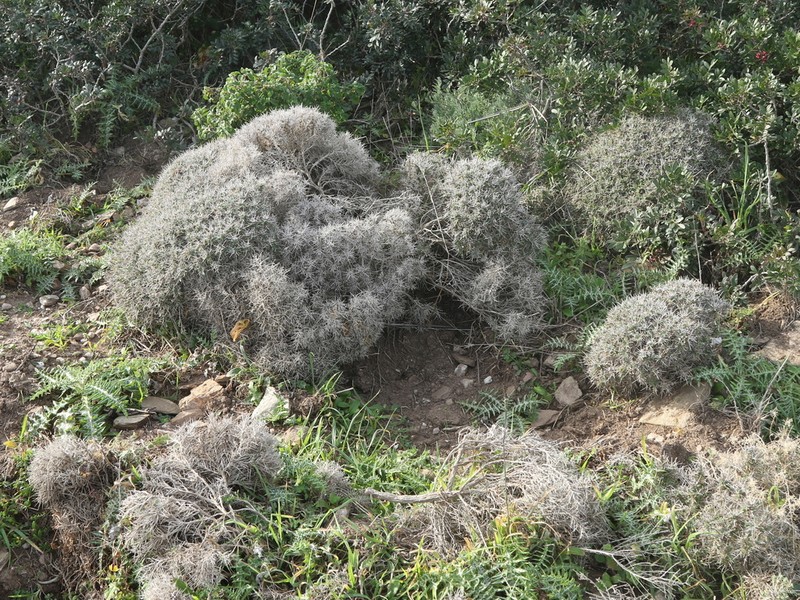 Centaurea horrida photo 7