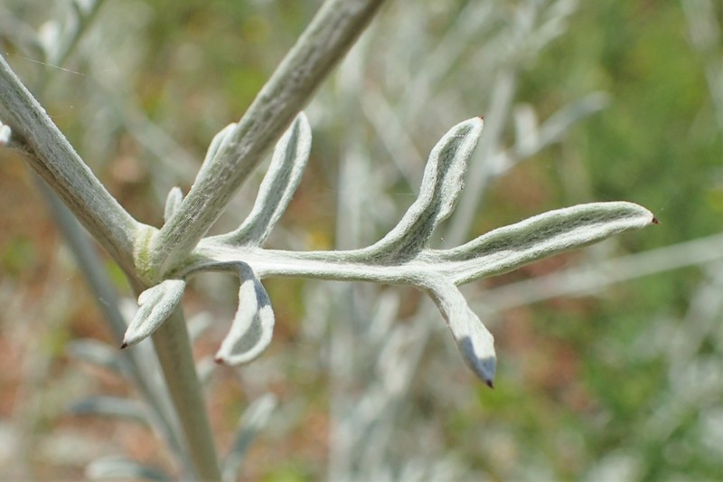 Centaurea huljakii