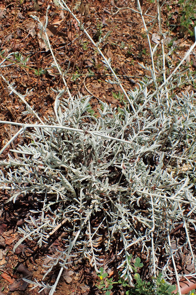Centaurea huljakii photo 3