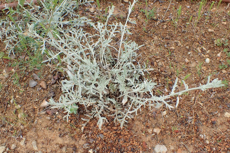 Centaurea huljakii photo 4
