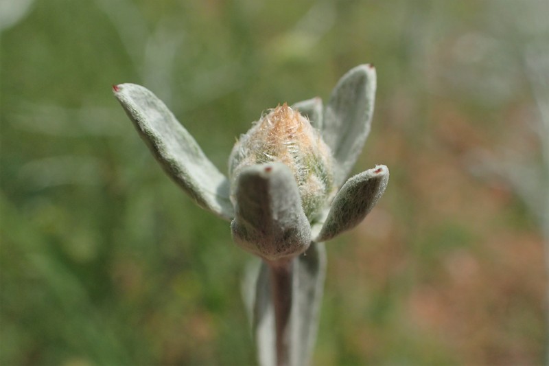 Centaurea huljakii photo 5