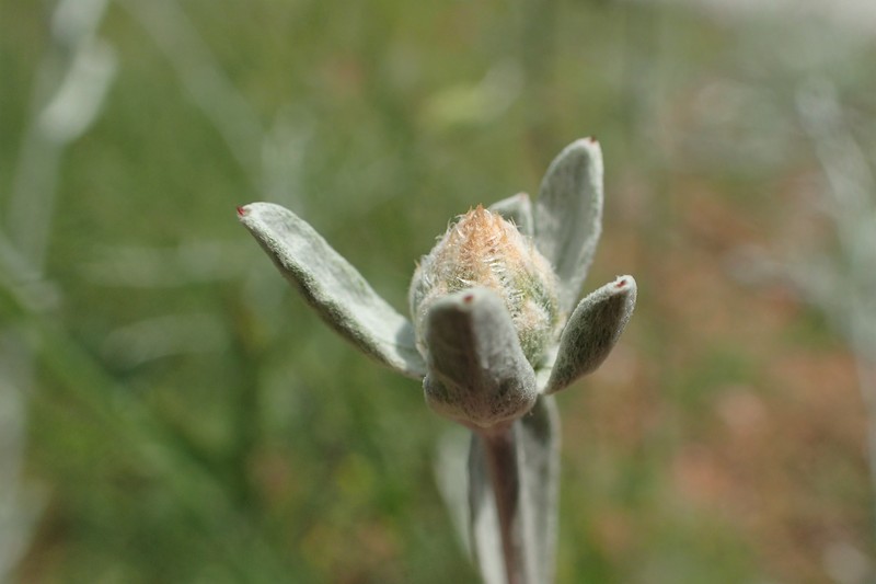 Centaurea huljakii photo 6