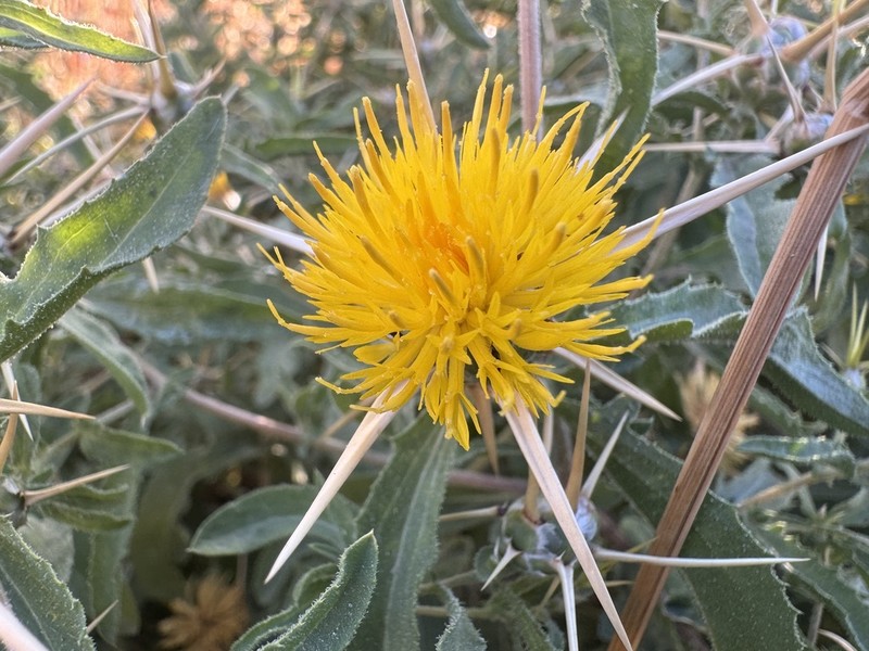 Centaurea hyalolepis