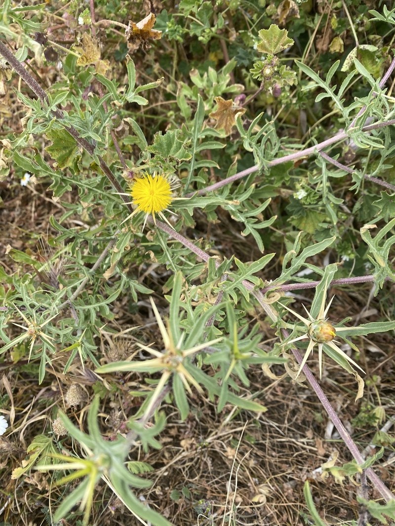 Centaurea hyalolepis photo 2