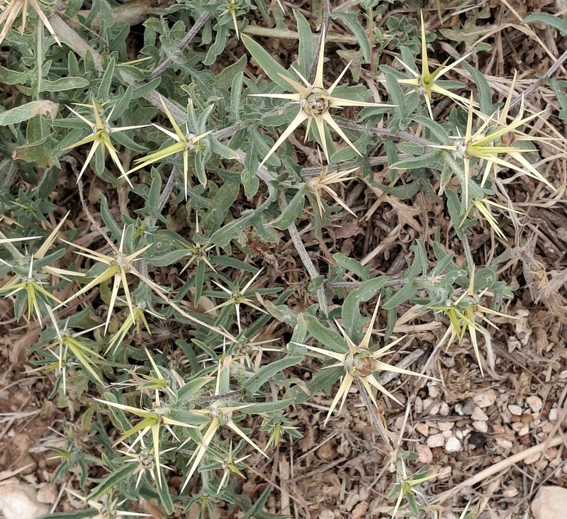Centaurea hyalolepis photo 3