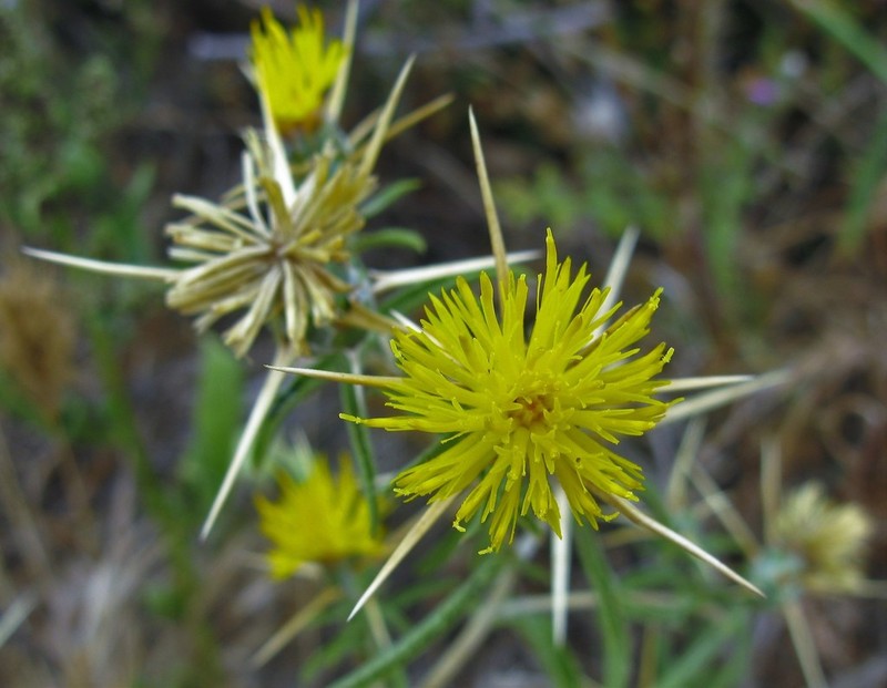 Centaurea hyalolepis photo 4