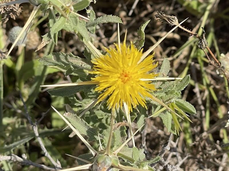 Centaurea hyalolepis photo 5