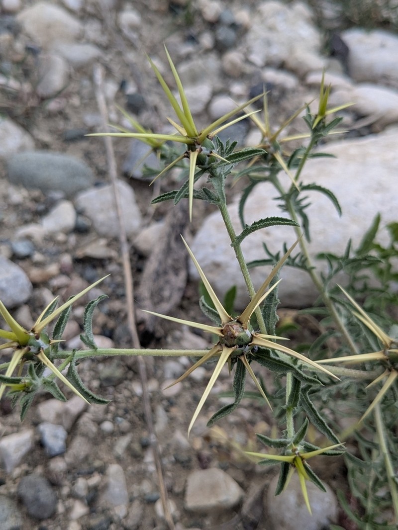 Centaurea hyalolepis photo 6
