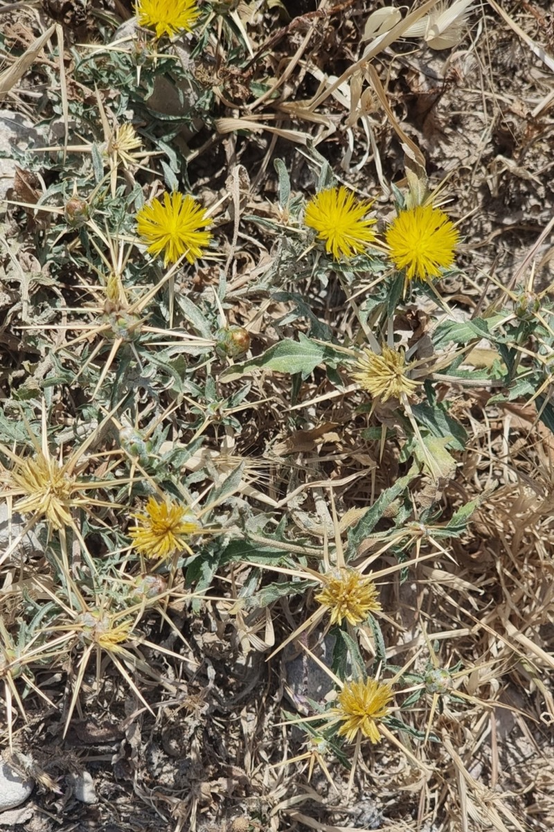 Centaurea hyalolepis photo 8