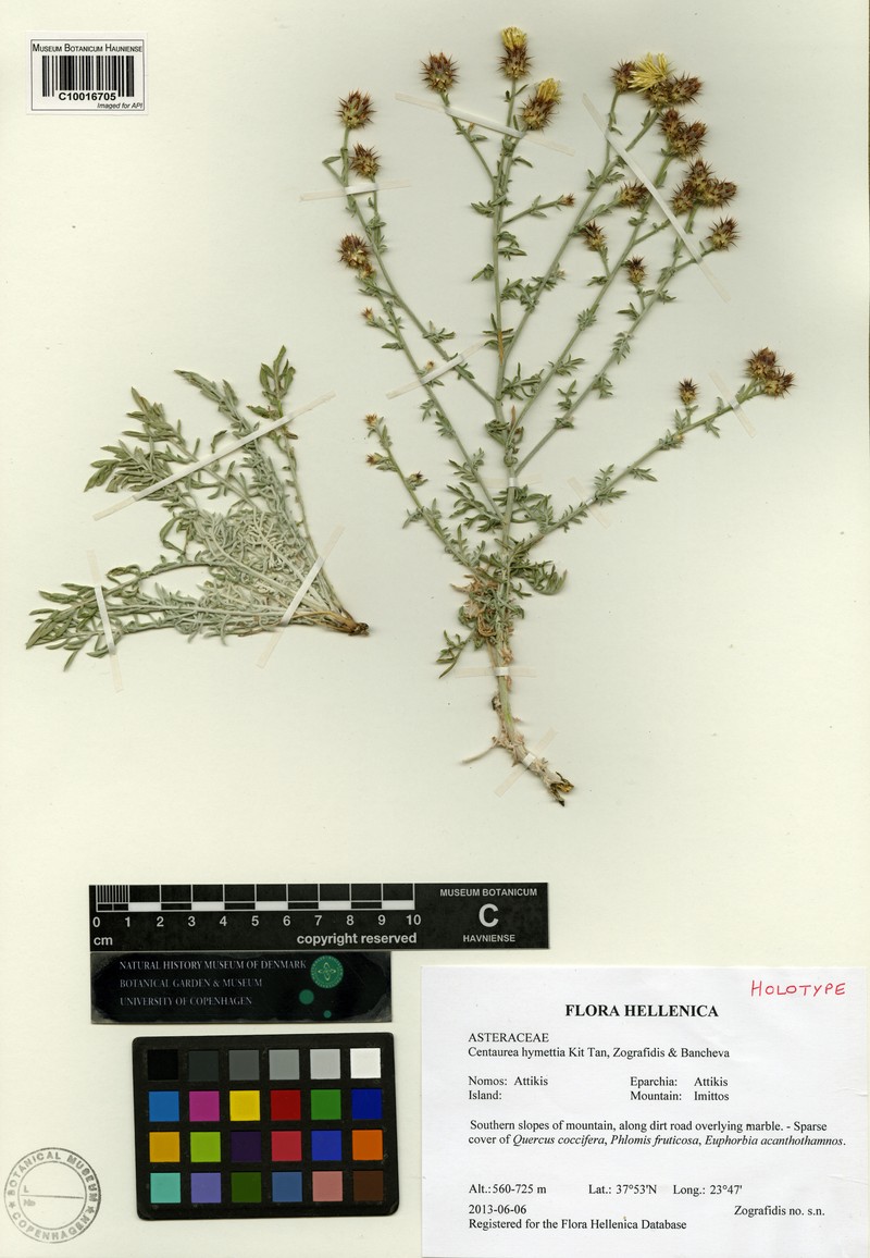 Centaurea hymettia