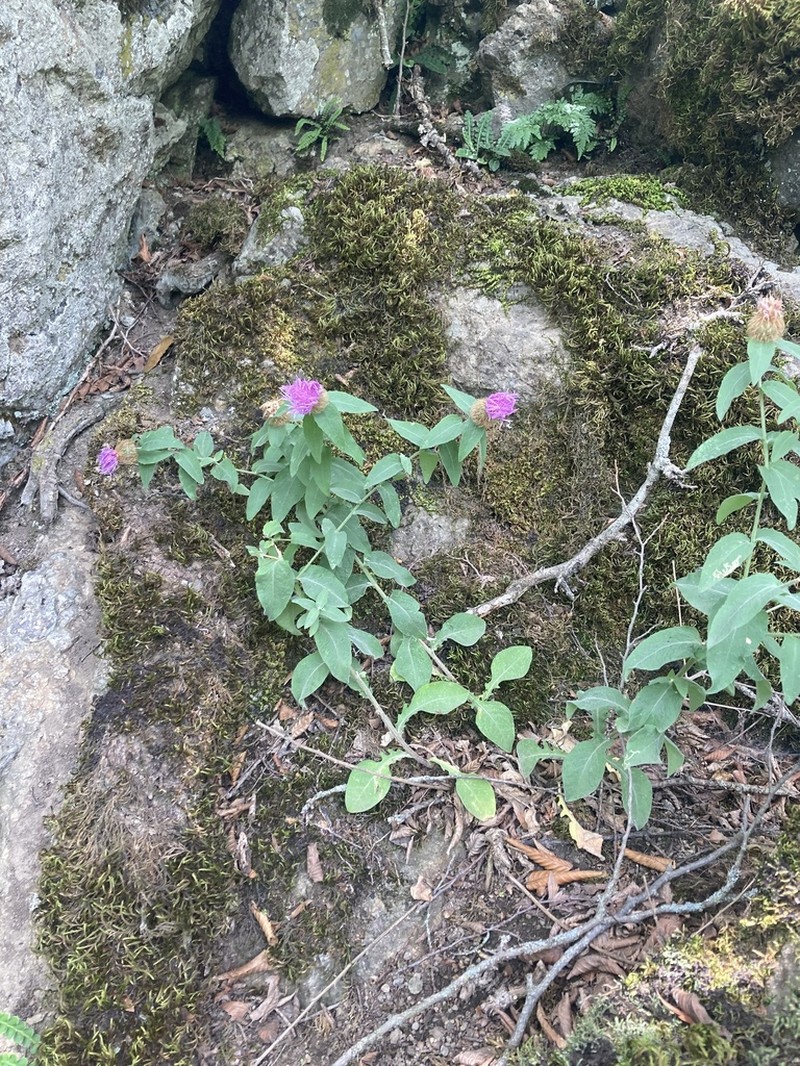 Centaurea hyrcanica