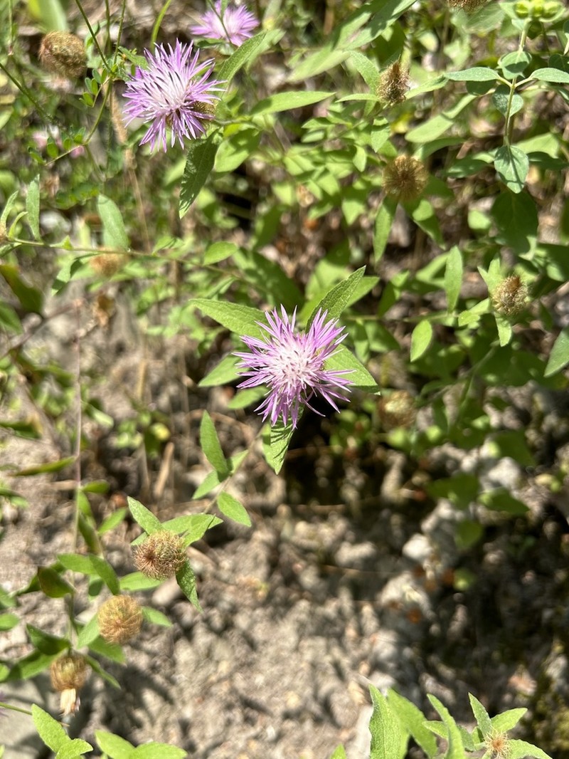 Centaurea hyrcanica photo 2