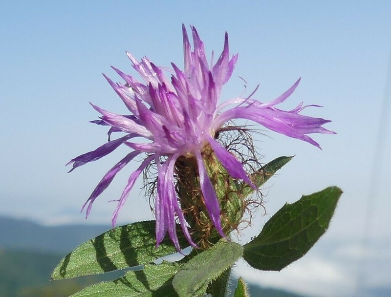 Centaurea hyrcanica photo 3