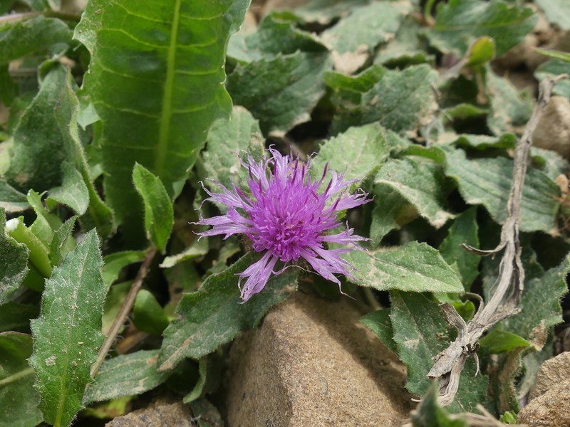 Centaurea hyrcanica photo 4