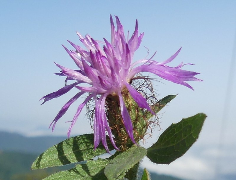 Centaurea hyrcanica photo 5