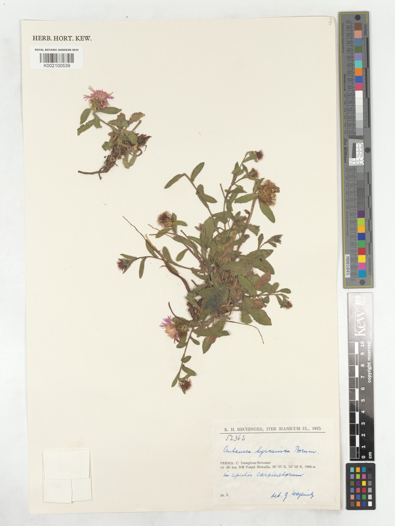 Centaurea hyrcanica photo 7