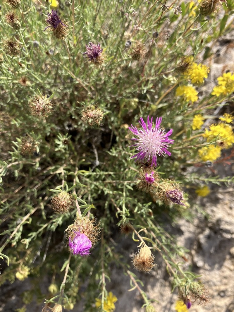 Centaurea hyssopifolia