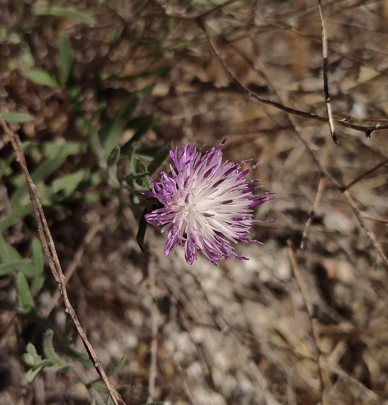 Centaurea hyssopifolia photo 2