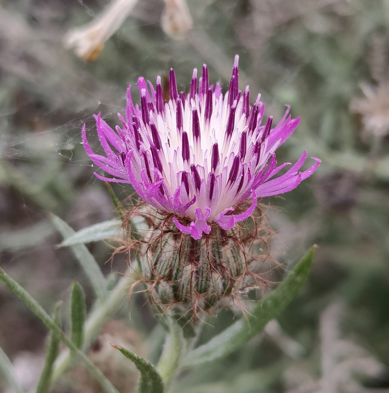 Centaurea hyssopifolia photo 3