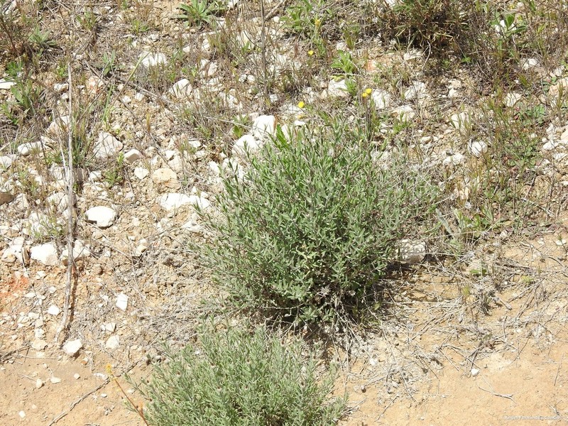 Centaurea hyssopifolia photo 4