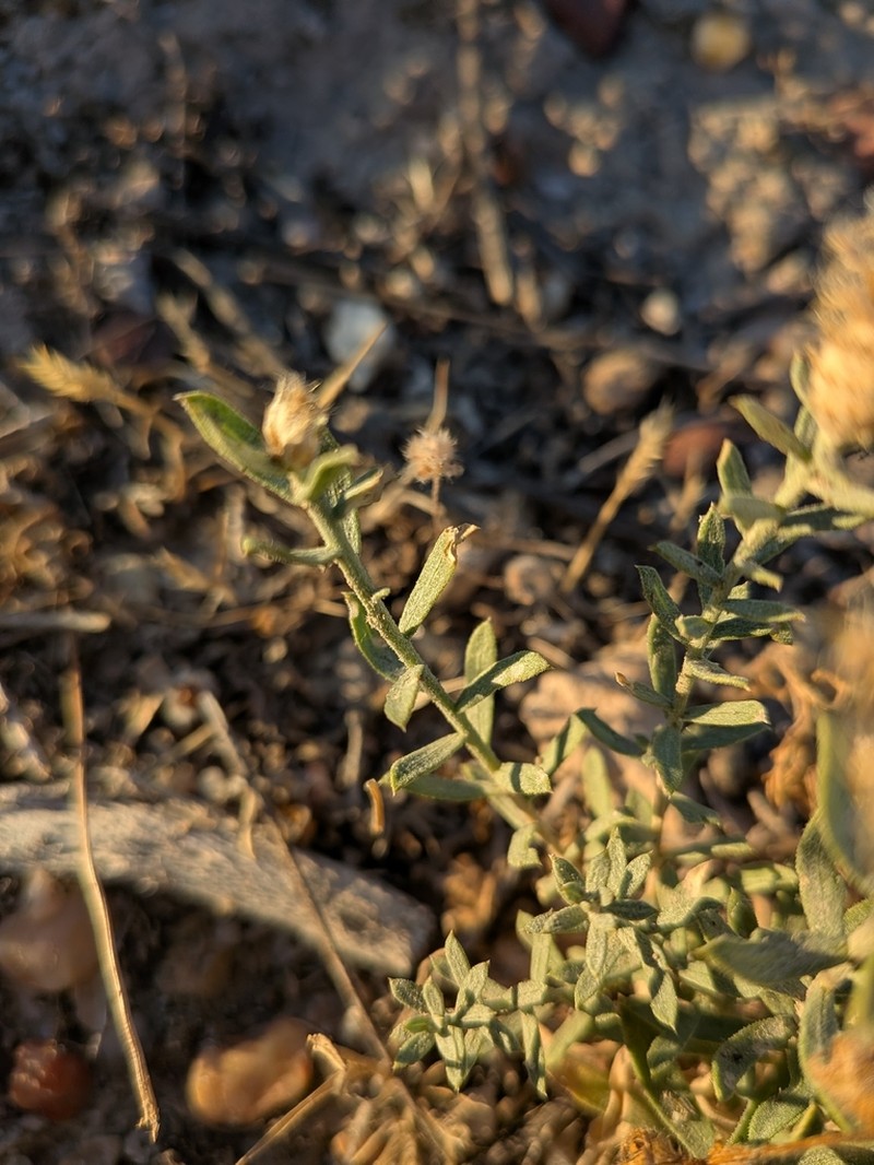 Centaurea hyssopifolia photo 5