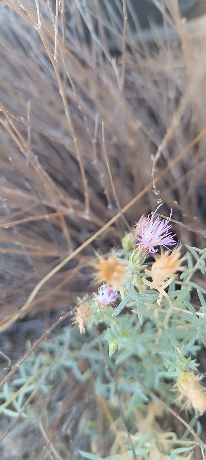 Centaurea hyssopifolia photo 6