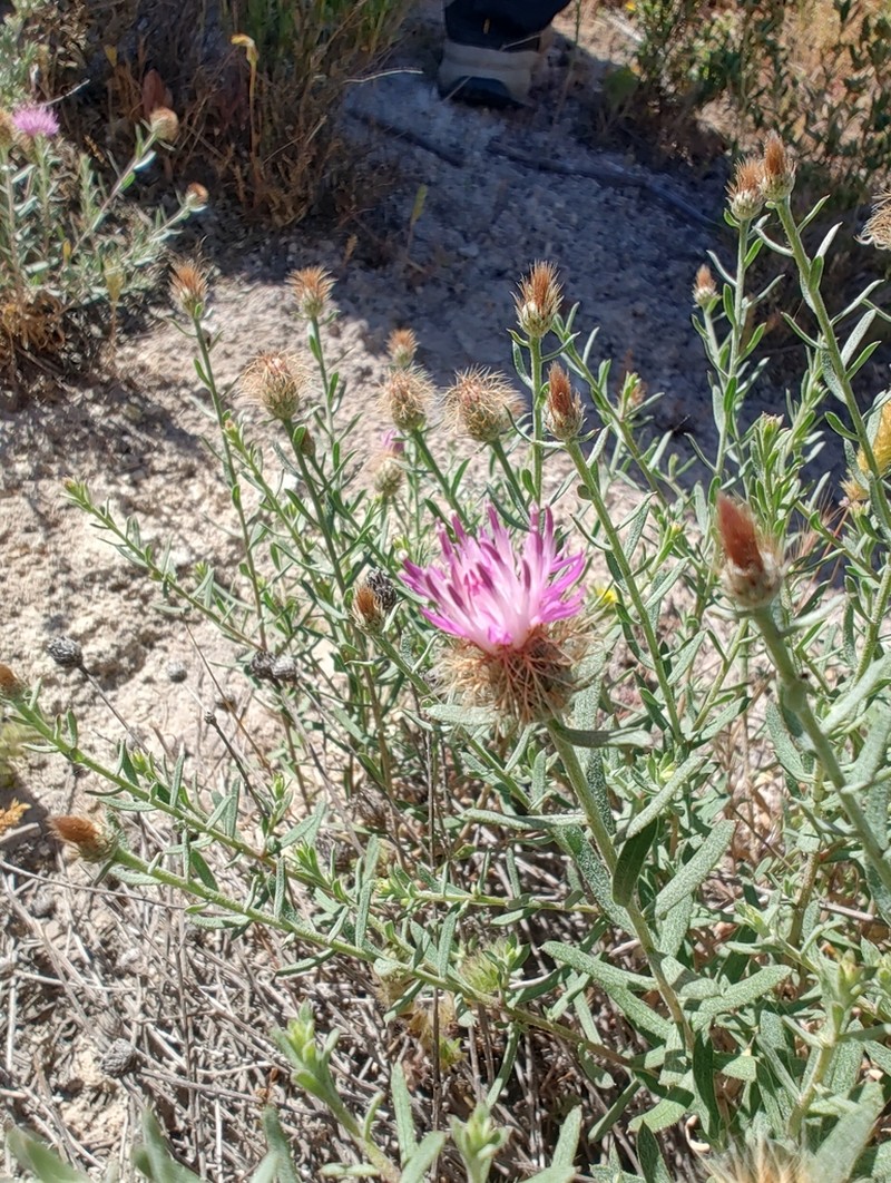 Centaurea hyssopifolia photo 7