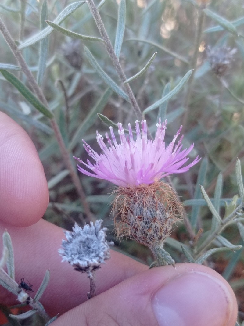 Centaurea hyssopifolia photo 8