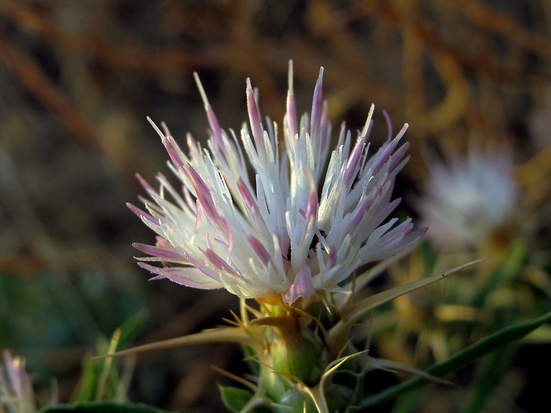 Iberian Knapweed photo 4