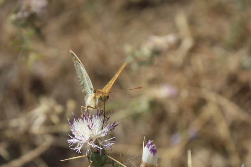 Iberian Knapweed photo 5