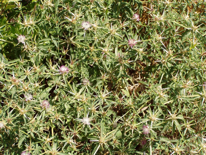 Iberian Knapweed photo 6