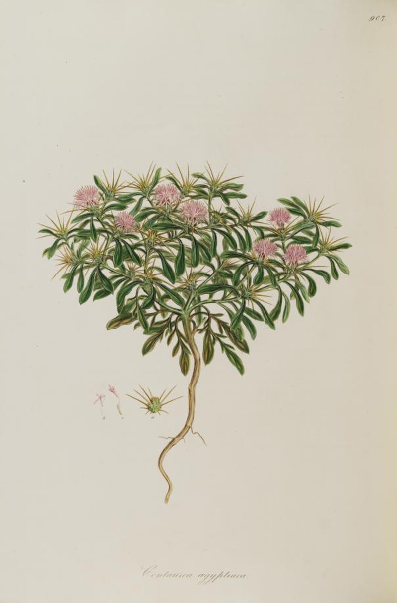 Iberian Knapweed photo 7