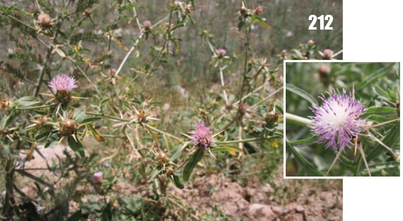 Iberian Knapweed photo 2