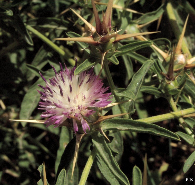 Iberian Knapweed