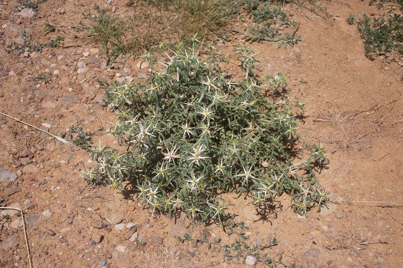 Iberian Knapweed photo 3