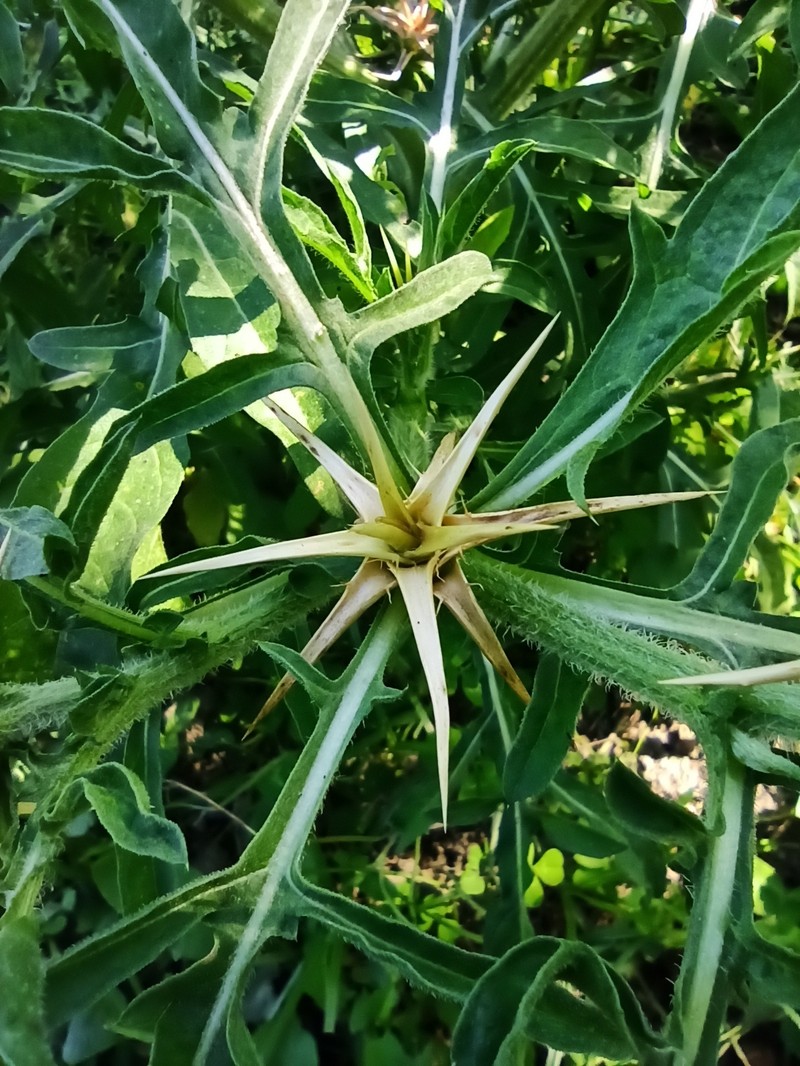 Centaurea iberica subsp. iberica