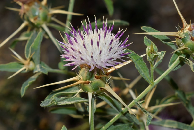 Centaurea iberica subsp. iberica photo 2