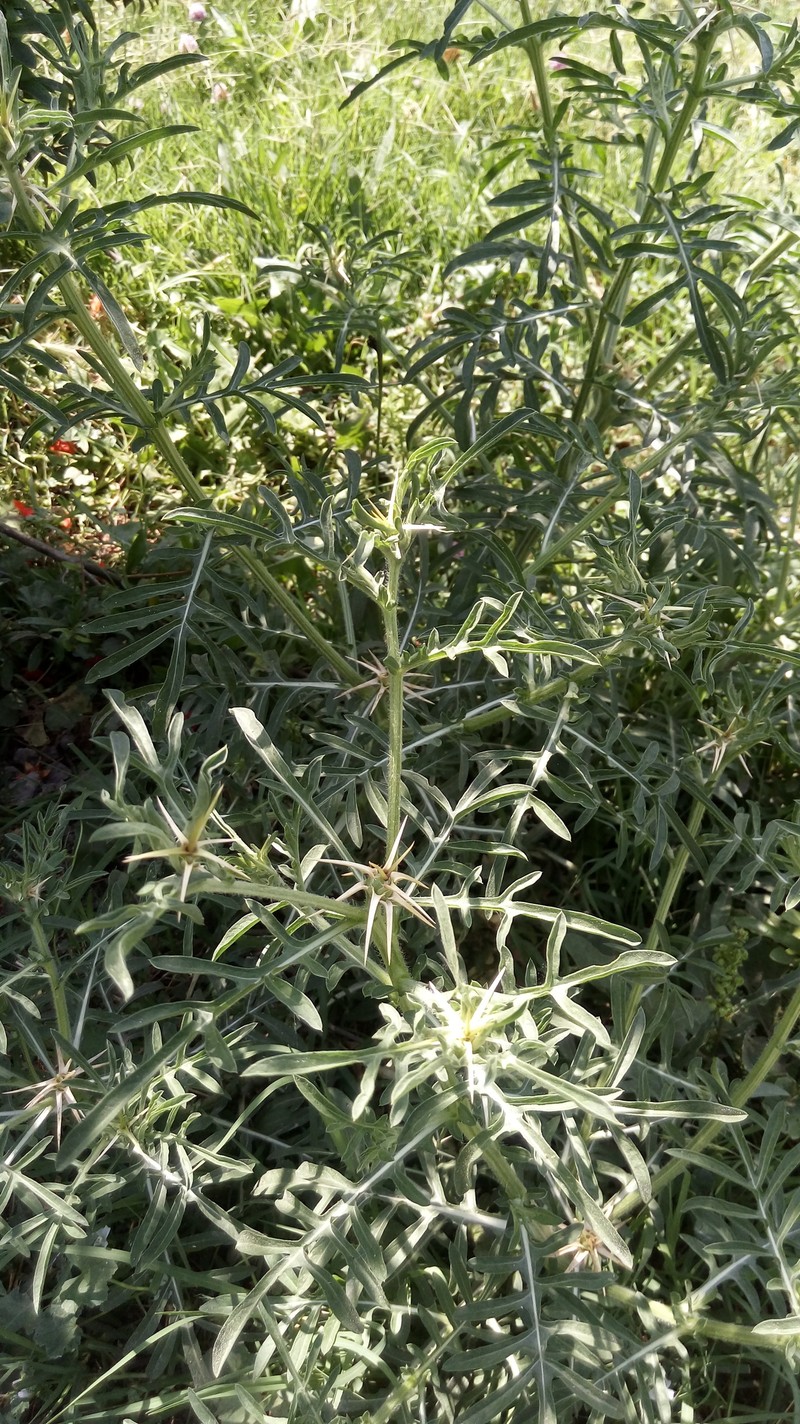 Centaurea iberica subsp. iberica photo 3