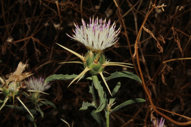 Centaurea iberica subsp. iberica photo 4