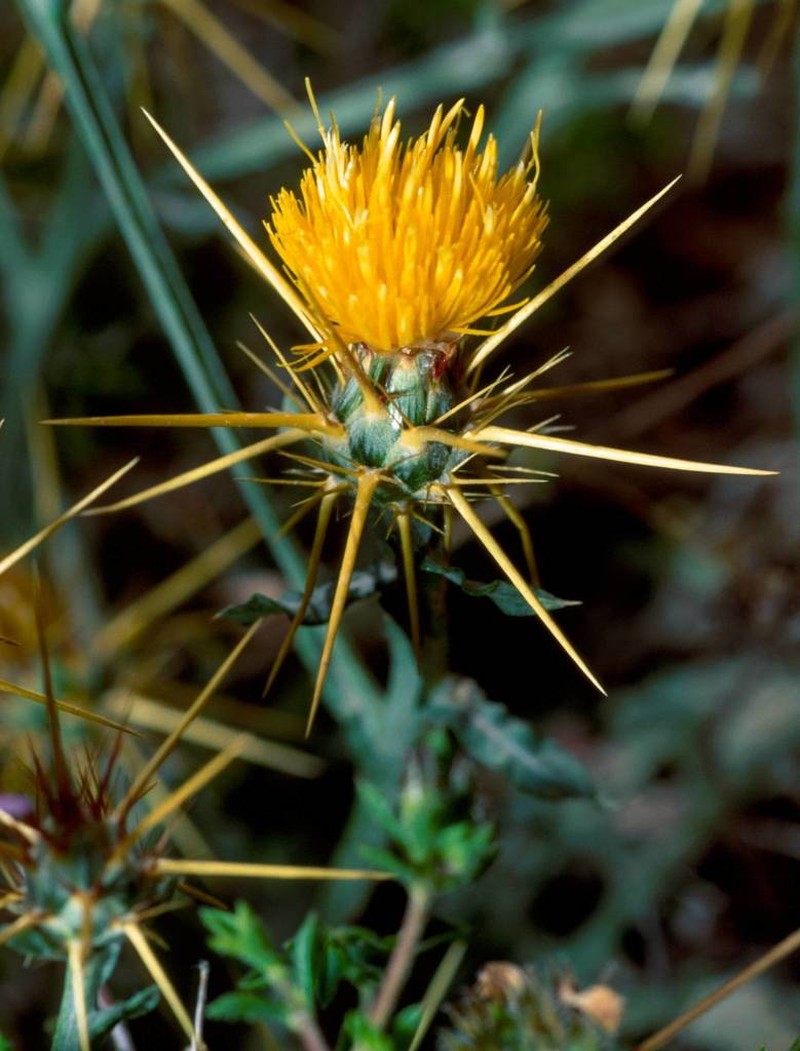 Centaurea idaea