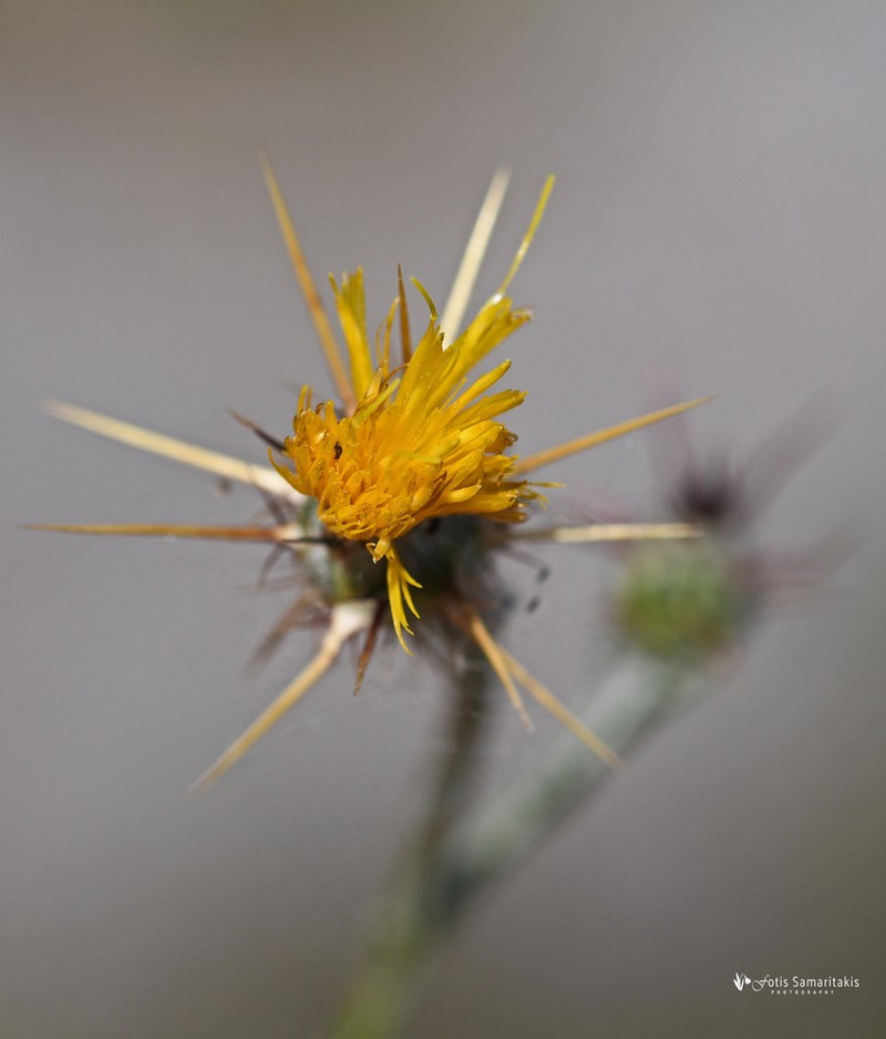 Centaurea idaea photo 2