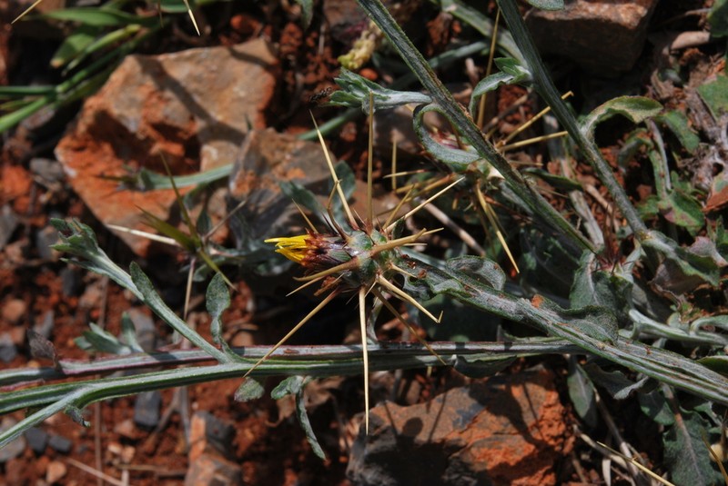 Centaurea idaea photo 3
