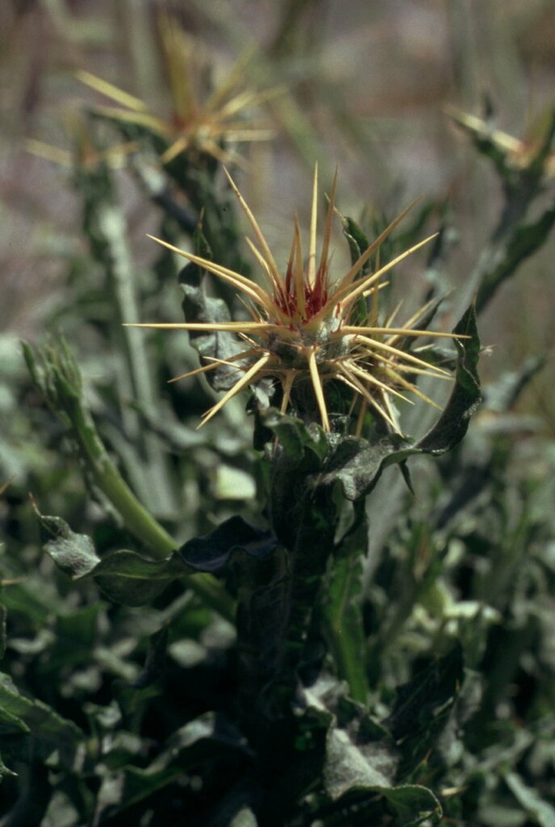 Centaurea idaea photo 5