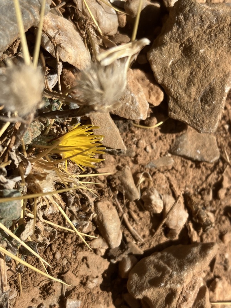 Centaurea idaea photo 8