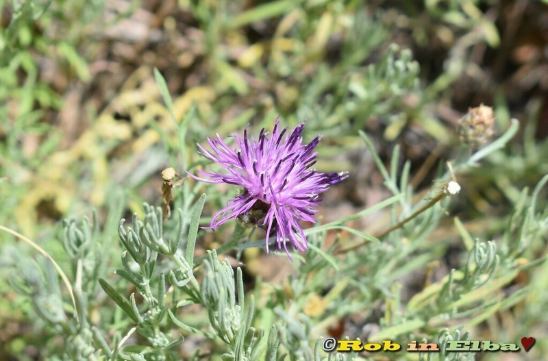 Centaurea ilvensis