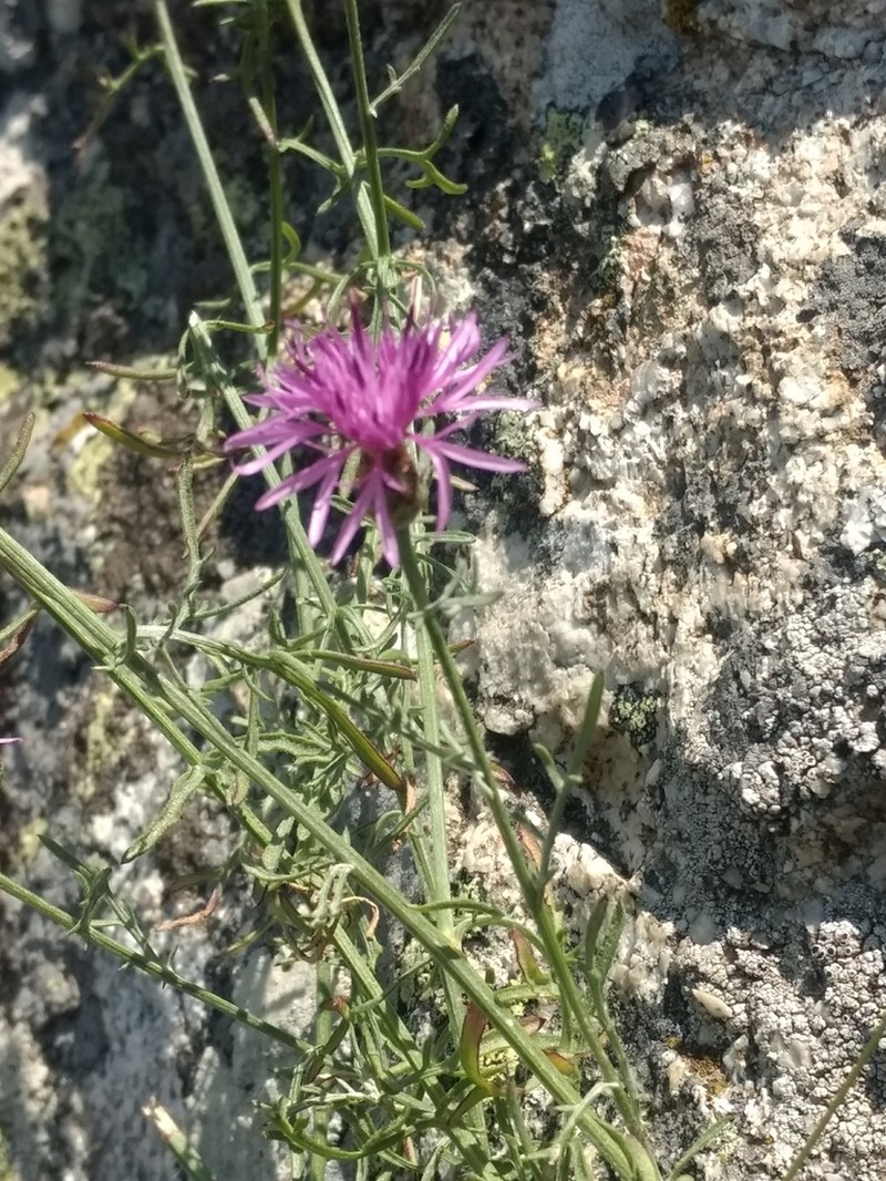 Centaurea ilvensis photo 2