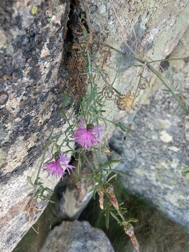 Centaurea ilvensis photo 3